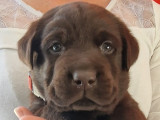 Adorables chiots Labrador LOF à vendre
