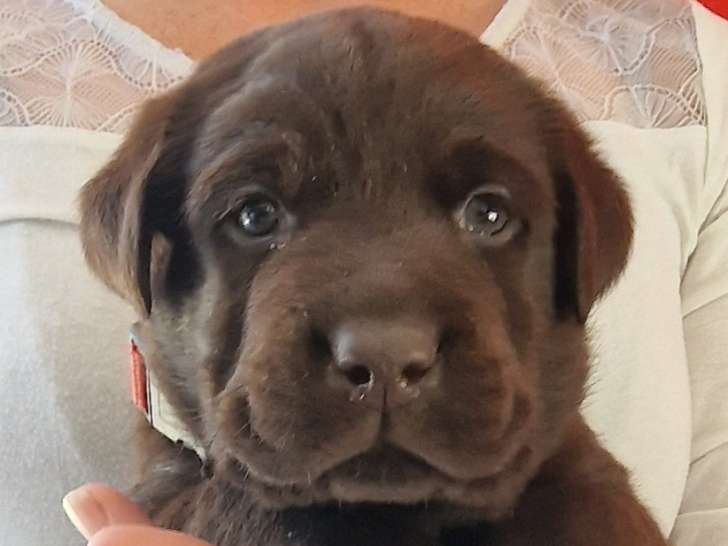 Ange dit Choco (réservé)
