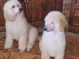 Chiots Grand Caniche LOF à vendre