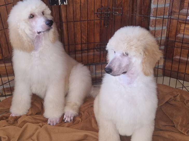 Chiots Grand Caniche LOF à vendre