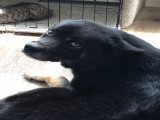 Mâle Husky de Sibérie disponible pour saillie contre un chiot