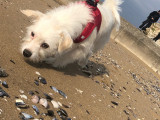 Femelle Bichon Maltais disponible pour saillie