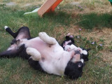 Magnifique mâle Boston Terrier LOF à vendre