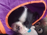 Magnifique mâle Boston Terrier LOF à vendre