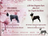 Magnifique mâle Boston Terrier LOF à vendre