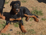 Aslan, adorable chiot mâle Beauceron noir et feu inscrit au LOF à vendre