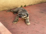 Jeune Lagotto croisé Griffon à donner