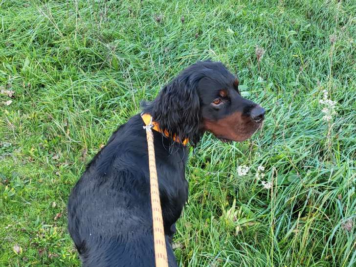 Mâle Setter Gordon disponible pour saillie