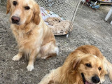 Chiots Golden Retriever LOF à vendre