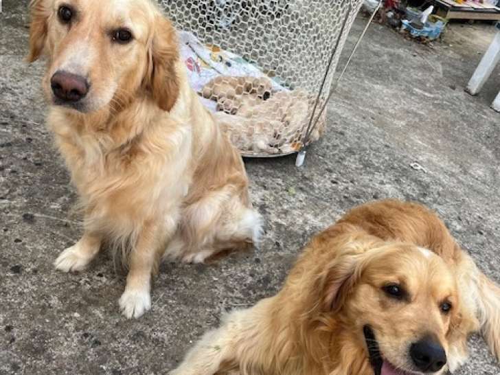 Chiots Golden Retriever LOF à vendre