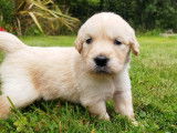 Chiots Golden Retriever LOF à vendre