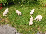 Chiots Golden Retriever LOF à vendre