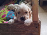 Chiots Golden Retriever LOF à vendre