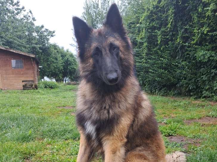 🐾 Étalon Tervueren disponible pour saillie – Pedigree Saint-Hubert 🐾