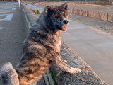 Mâle Akita Inu bringé LOF pour saillie