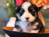Magnifiques chiots Welsh Corgi Pembroke à vendre