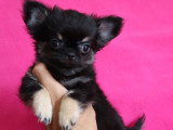 Superbe chiot mâle Chihuahua à poil long lLOF à vendre