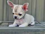 Magnifique chiot Chihuahua à poil court de pure race à vendre