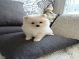 Chiots Spitz Nain à vendre