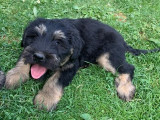 3 chiots Berger Catalan à vendre