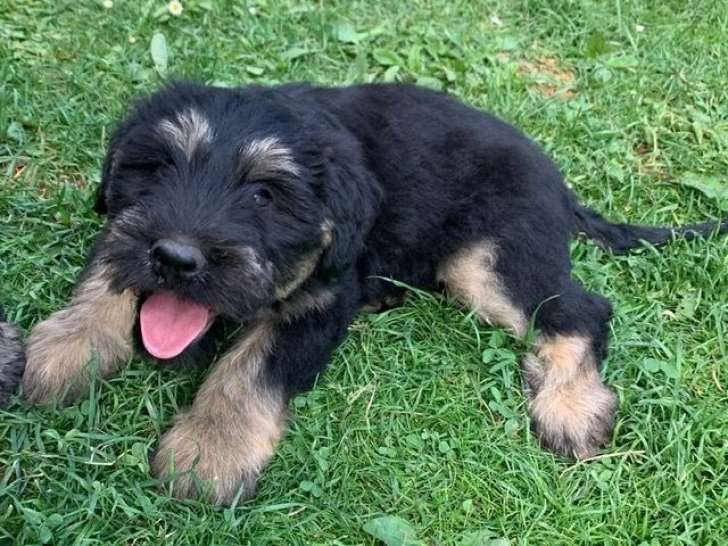3 chiots Berger Catalan à vendre