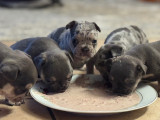 Chiots Bouledogue Français d'exeption à vendre