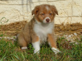 Chiots Berger Australien LOF à vendre