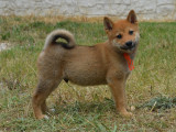 Chiots Shiba Inu LOF à vendre