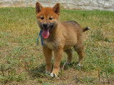 Chiots Shiba Inu LOF à vendre 3/4x