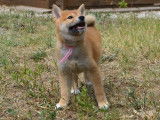 Chiots Shiba Inu LOF à vendre 3/4x