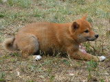 Chiots Shiba Inu LOF à vendre 3/4x
