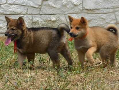 Chiots Shiba Inu LOF à vendre 3/4x