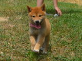 Chiots Shiba Inu LOF à vendre 3/4x