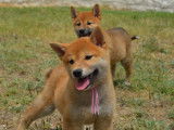 Chiots Shiba Inu LOF à vendre 3/4x