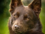 Chienne adulte Kelpie Australien à donner