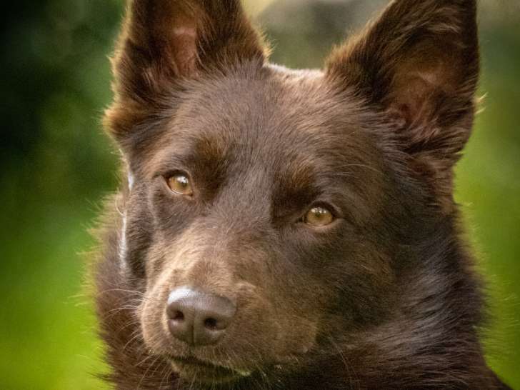 Chienne adulte Kelpie Australien à donner