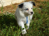 Chiots Border Collie LOF à vendre