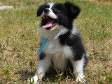 Chiots Border Collie LOF à vendre