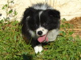 Chiots Border Collie LOF à vendre