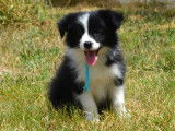 Chiots Border Collie LOF à vendre