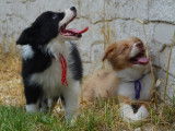 Chiots Border Collie LOF à vendre