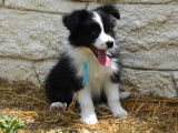 Chiots Border Collie LOF à vendre