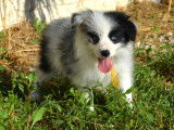 Chiots Border Collie LOF à vendre