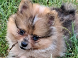 Chiot Spitz Allemand à vendre