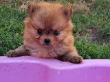 Chiots Spitz Nain et Petit à vendre
