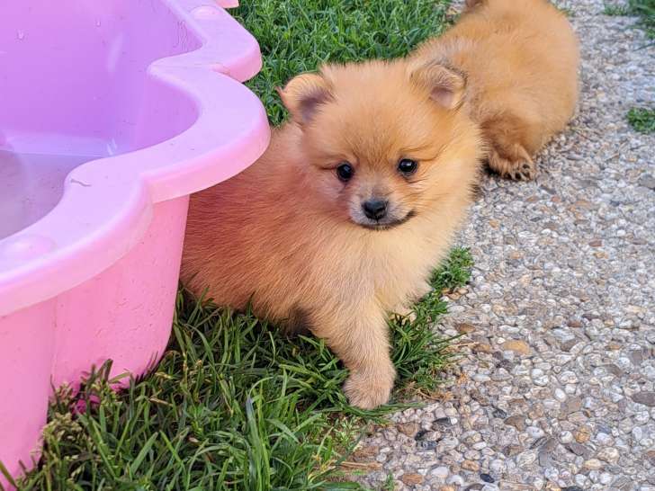 Chiots Spitz  Petit à vendre