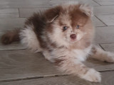 Aron, mâle de type Pomsky merle chocolat à réserver