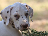 Chiots Dalmatien LOF de 10 semaines à vendre