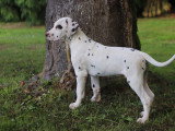 Chiots Dalmatien LOF de 3 mois 11 jours à vendre