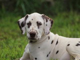 Chiots Dalmatien LOF de 3 mois 11 jours à vendre